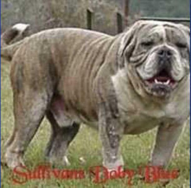 Sullivan's Doby Blue