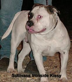 sullivan's ironside kissy