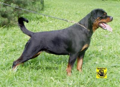 PL,LV CH,5XCACIB Priska Marstal