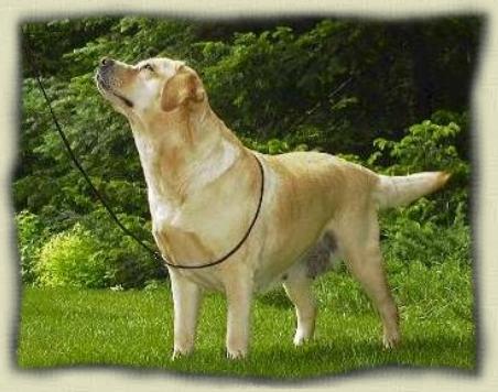 CH Toplicht Fleur's Charlee My Girl