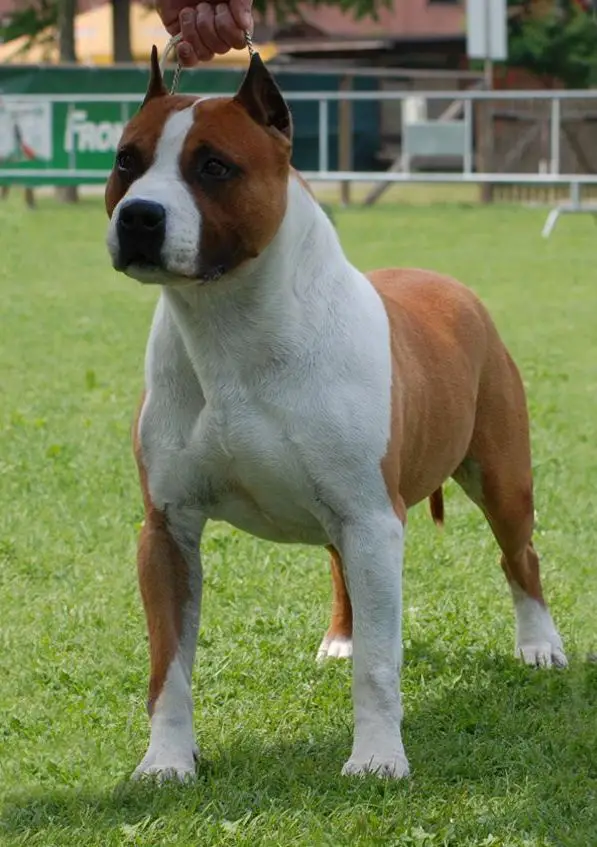 INT. CH De Paco XZ Texas Rascal