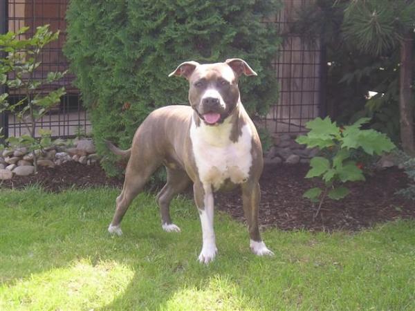 DIDI Desperado-Blue Daimond