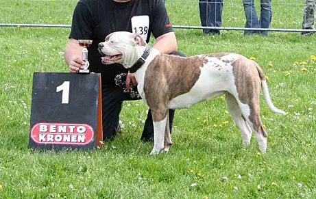 Silver Moon Bull's Iron Lady