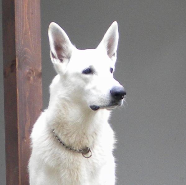 LUMEN BURHAN GOTSEND LAND K