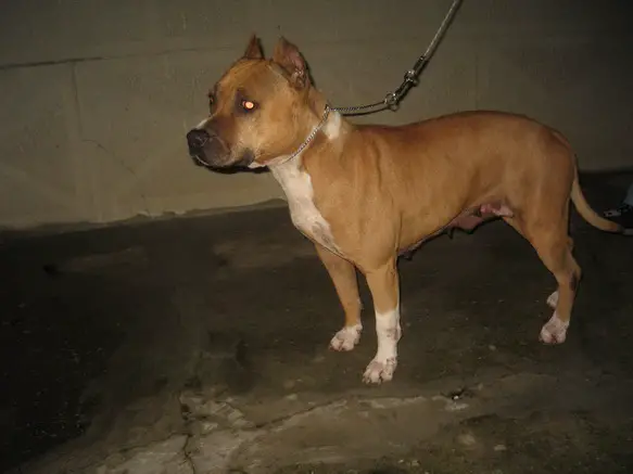 Batide d Cocco That's the Point