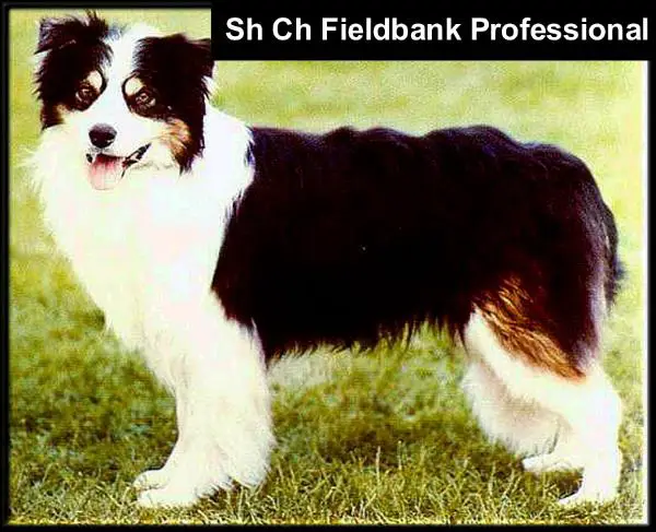 SH CH Fieldbank Professional