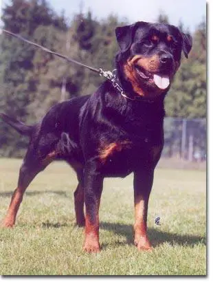 DT.VDH-CH HD+/-FREI Romina vom Kummelsee