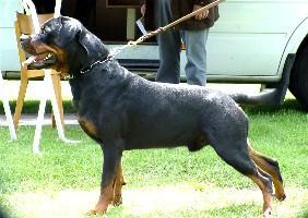 KOMBISGR'07 ADRK Bill vom Blauen Stahl