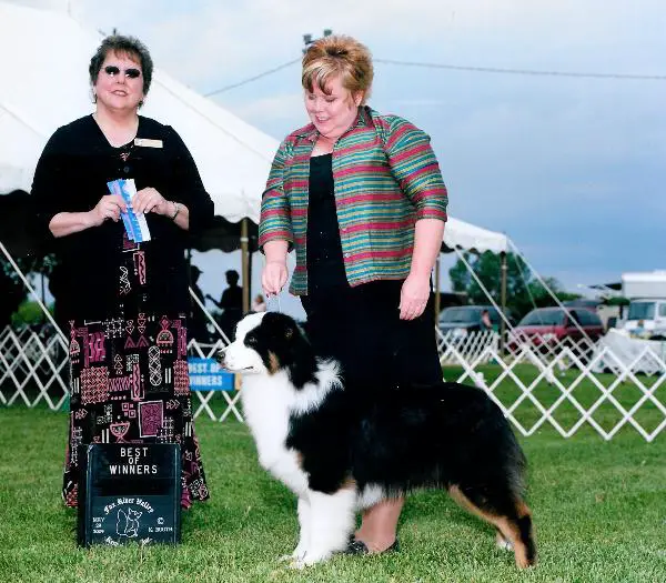 CH Shoreland's In The Spotlight