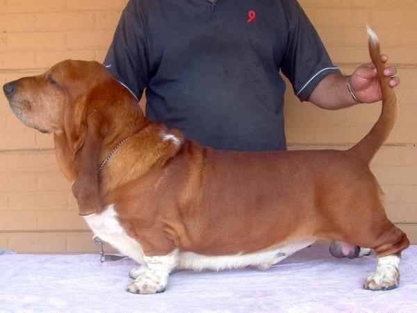 CH Tamarika Anthony of Stormwave