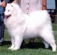 CAN & AM CH Risuko's Amorak at Katimavik