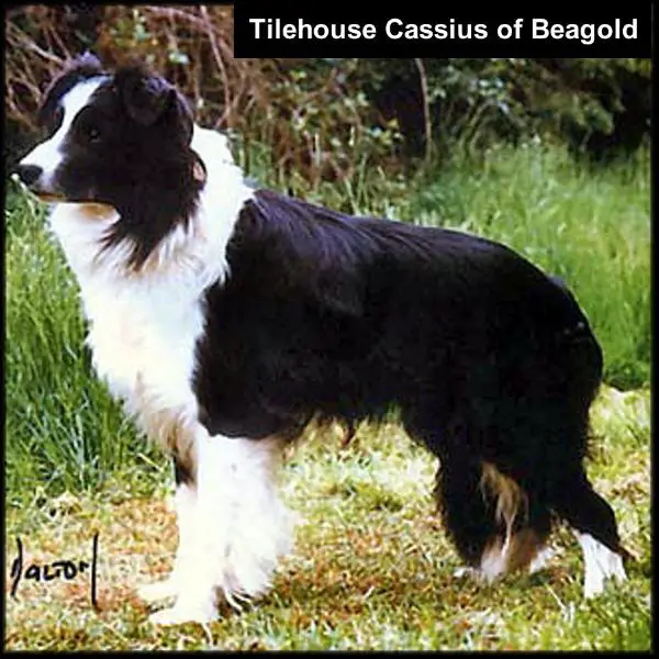 SH CH Tilehouse Cassius of Beagold
