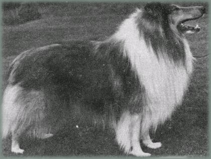 Duntiblae Dodgem of geoffdon