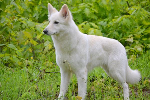 CAC - CACIB Demon Girl Dacia Du Bois Des Ternes