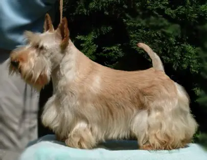 Kangaroo From Joybuster's