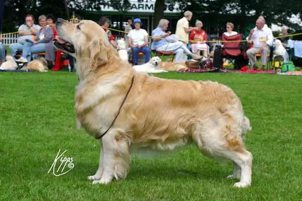 SH CH UK Xanthos Black Thorn