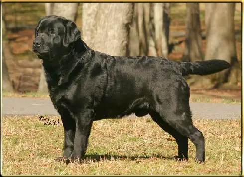 BISS AKC CH Rozzay Hunt Club Clayview Grady