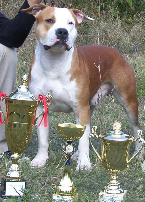 JCH & CH Lukas King of Ring's