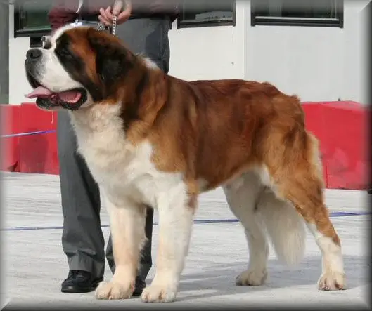 Jinsiy aloqa haqida va haqida filmlar