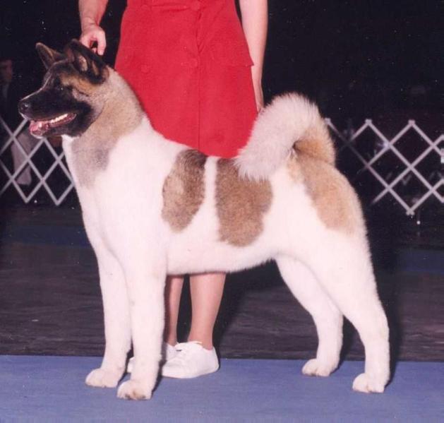AKC CH CAS Mama Cas