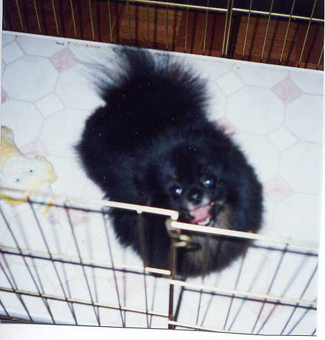 Jenuwayne Black Tantilizer