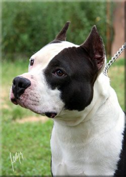 CH SRB Johnny Walker Fekete Domino