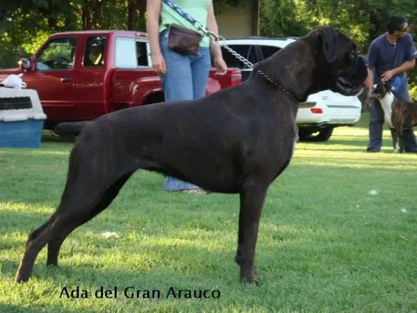 Ada Del Gran Arauco
