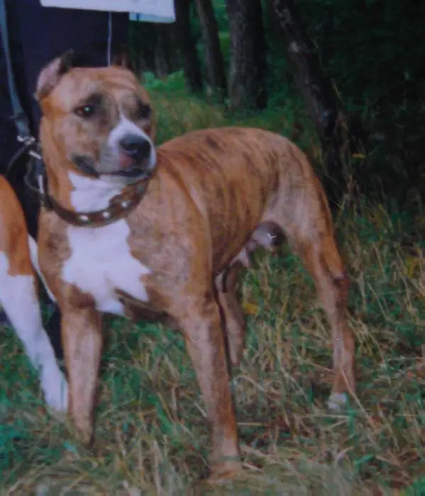 Auburn Hunter`s Silva