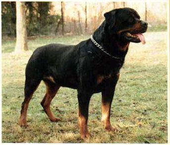 Felix von der Weinrebe