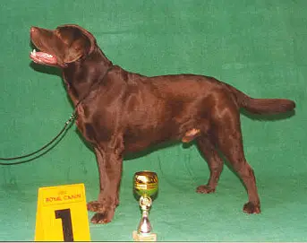 INT'L/RUS/LIT CH Lorts Harvey Retriever