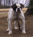 American Legacy's Kemo of AMK