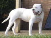 Southern Belle's Big Bad Betty of Legacy