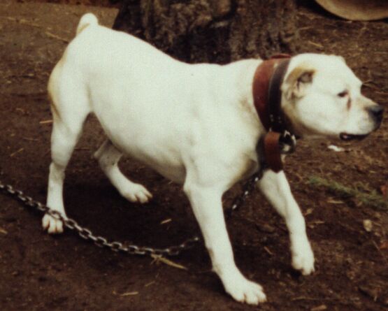 Davis' Hambone