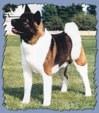 MBIS, MBISS, BPIS, BPISS, BVISS, AKC/CAN CH Seaisland's Tatsu Maki