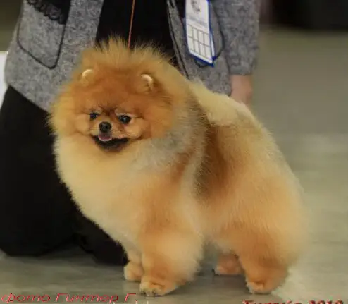 Aestetic's Imperial Gold Coin