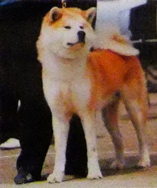 JAP CH Saikyouhomare Go Yura Kensha