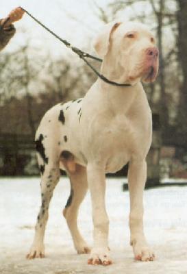 Manolito vom Haus Fresena