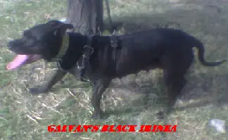GALVAN'S BLACK ''IRINEA