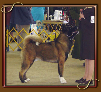 AKC/CAN CH Sondaisas Rogue River
