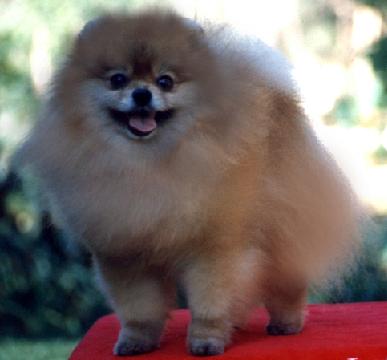 BR CH Elan's Secret Agent