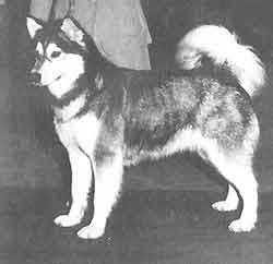 CH Alaskan's Issuk of Kuvak