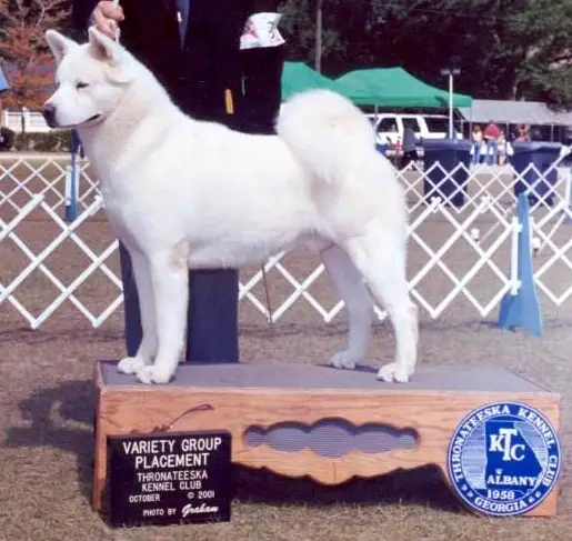 AKC CH Anshee Beeline For Serdess