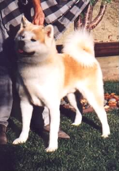 Tochimuso Of Kurume Hirose