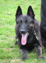 Holland Dingo van le Dobry