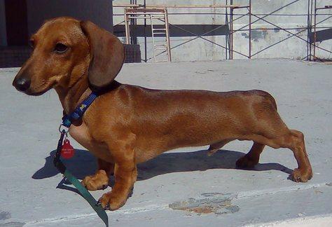 Kaladium Vizavi Lexus