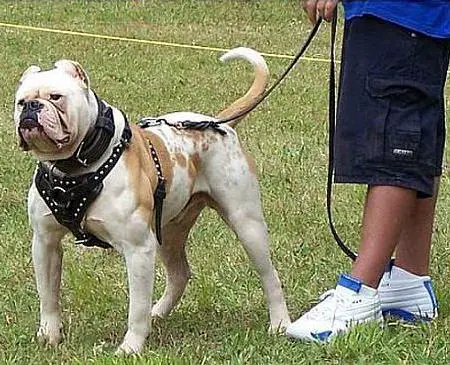 Hurricane's Maximus of Warren's