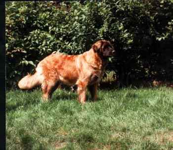 Ra'Elsa du Rameau d'Acacia