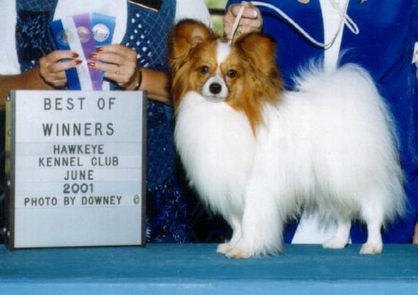 AM CH Ringlands Disk Jockey