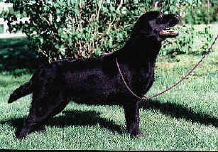 Chablais Lily Fatale