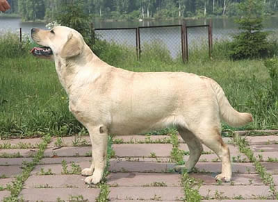 CACIB,RUS,CH,RKF CH Timantti Solid Vassiona